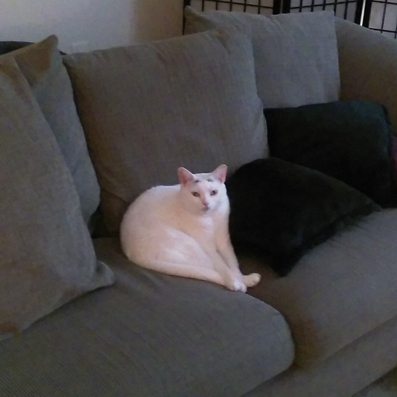 Meet your Posher, Destiny - Picture 3 of 4